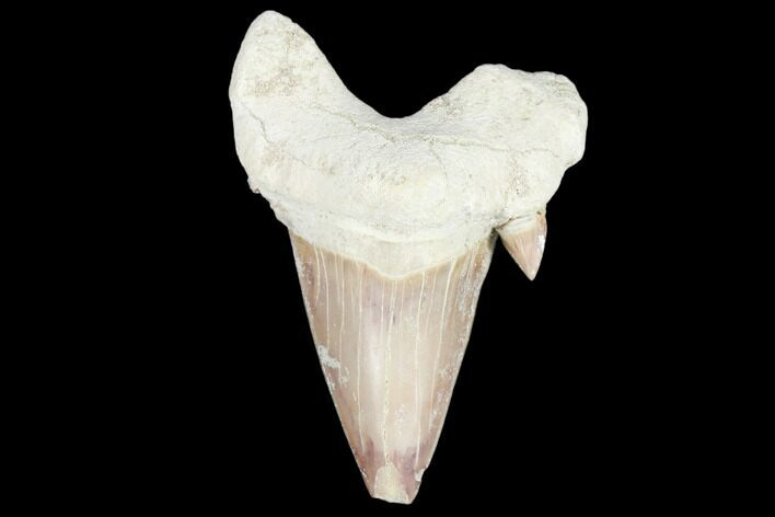 Fossil Shark Tooth (Otodus) - Morocco #103208